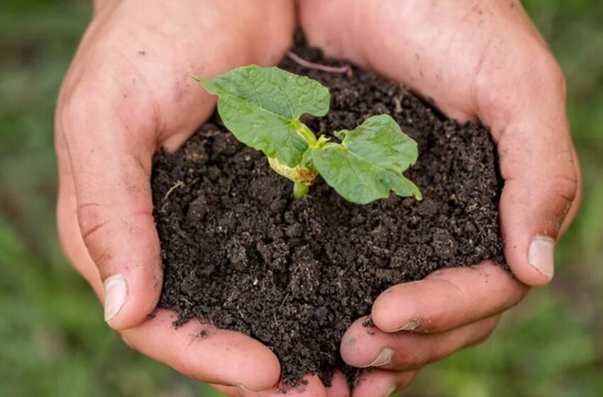  Anuncian siembra masiva de plantas en Medellín ante las altas temperaturas registradas