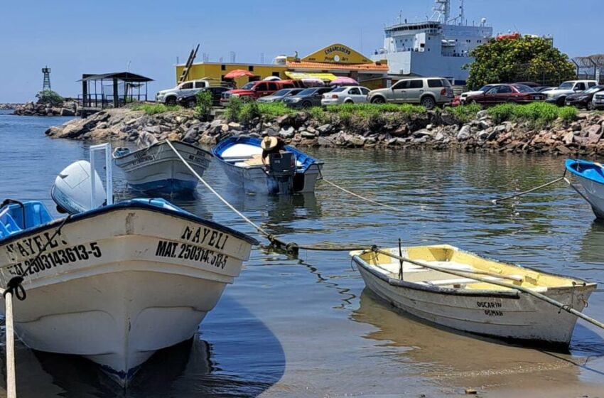  ¡Está “piojo”! En un 30 % se encuentran las capturas en la zona de Playa Sur de Mazatlán