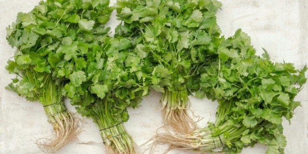  La razón por la que deberías incluir cilantro en tu dieta más allá de darle sabor a la comida