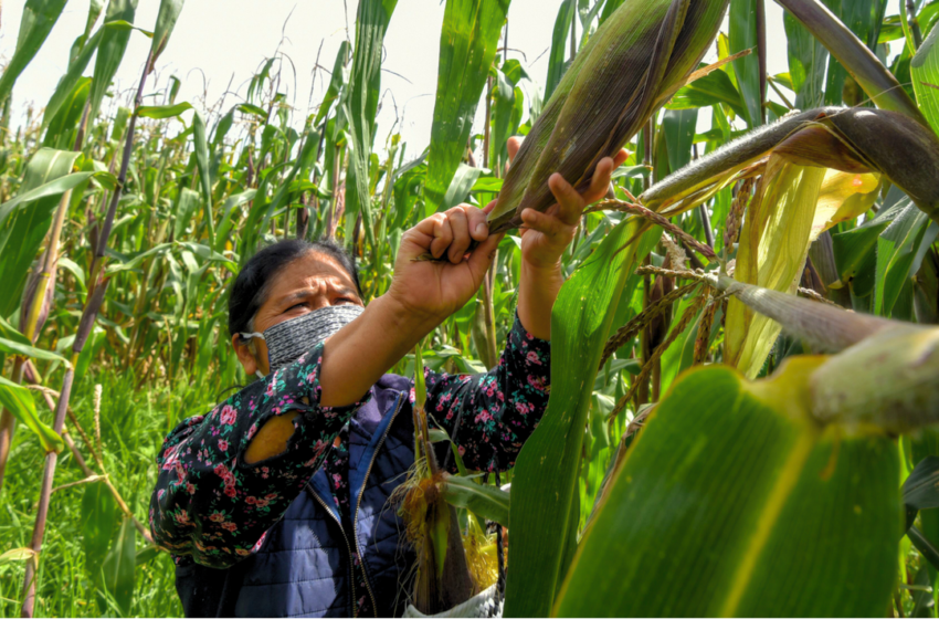  Se reduce superficie del cultivo de maíz por sequía y baja rentabilidad – El Sol de México