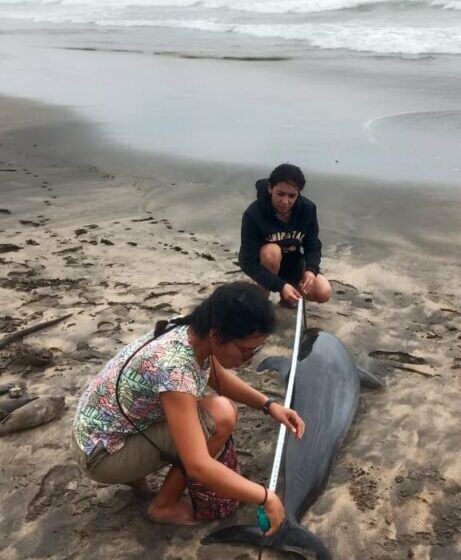  Delfín moteado muere en playa de Tonameca – PubliMar