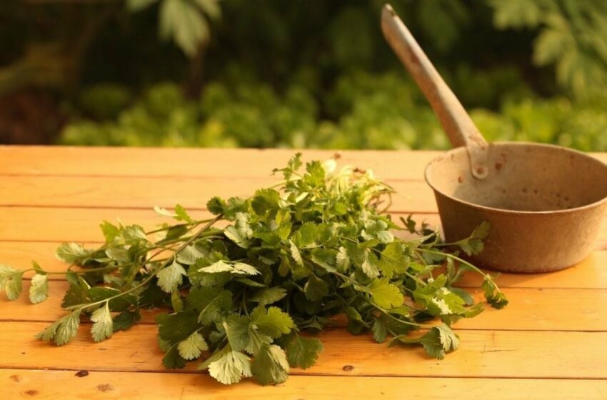  Adiós cilantro: Conoce los alimentos para reemplazarlo tras su aumento de precio del 400%