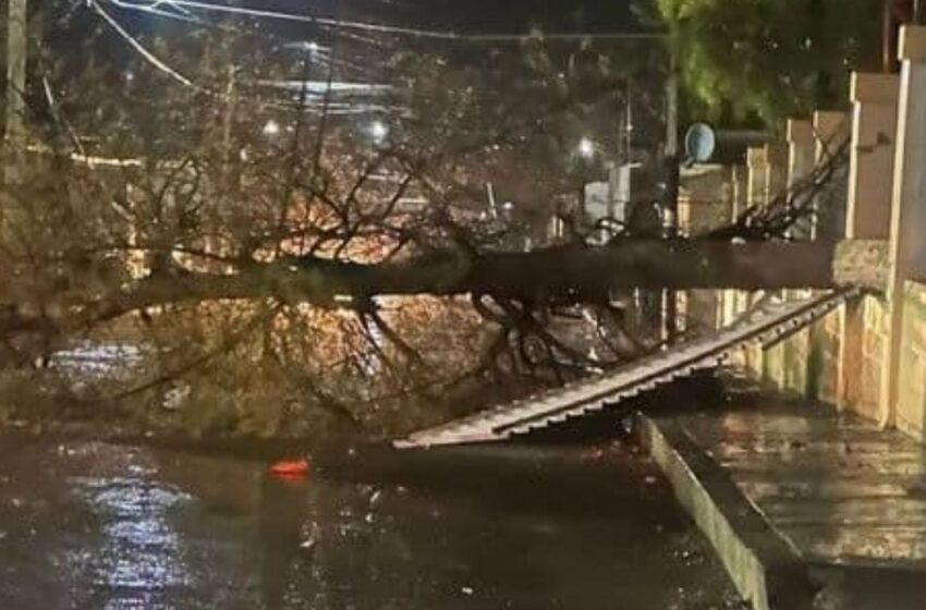  FOTOS: ¡Precaución! Fuertes lluvias en Sonora provocan caída de árboles y postes