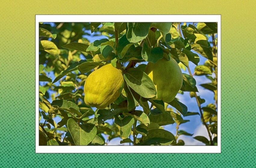  El árbol que da frutos altos en potasio, es perfecto para los jardines y reduce la temperatura