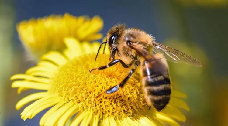  Buscan la preservación de las abejas en Nogales – El Diario de Sonora