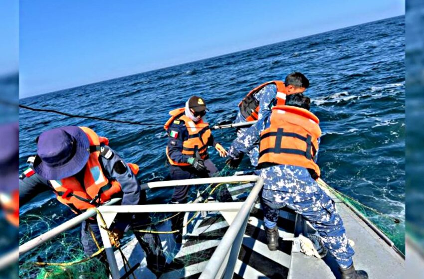  Aseguran arte de pesca prohibida y liberan a más de 40 mantarrayas en Todos Santos