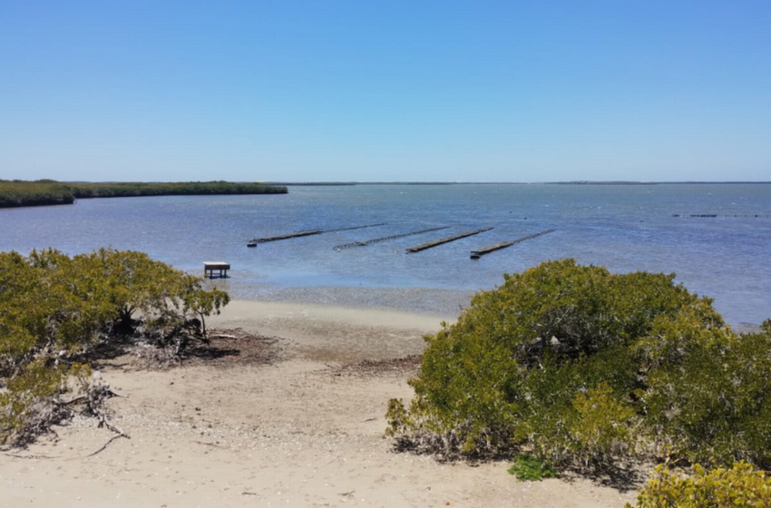  Baja California Sur produce 2 mil 400 toneladas de cultivo de ostión – El Sudcaliforniano