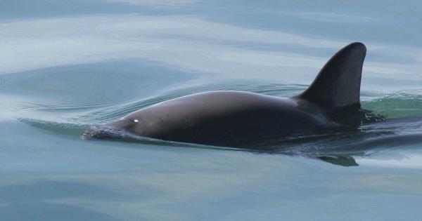  Situación crítica de las vaquitas marinas en el Golfo de California – Pulso