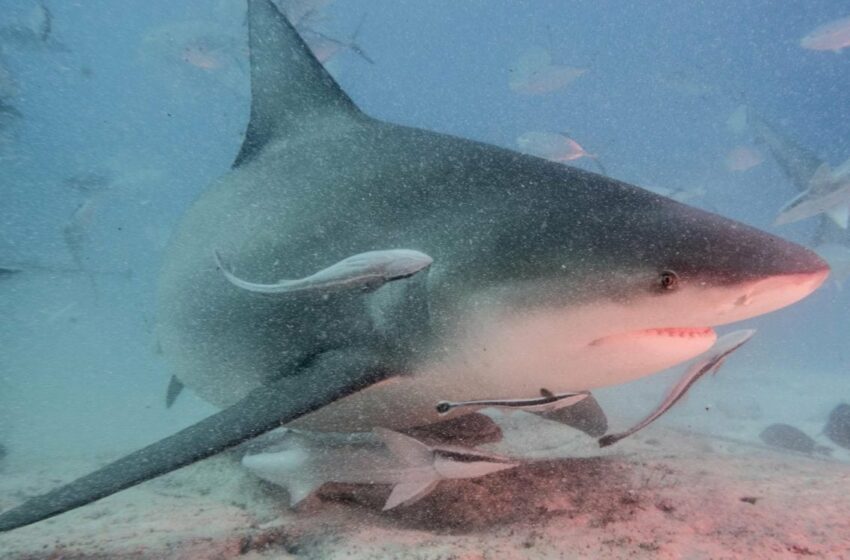  Confirman presencia de Tiburón por Playa Bahamita – La Chispa