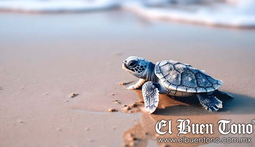  Día Mundial de las Tortugas Marinas: Un llamado urgente a la conservación – El Buen Tono