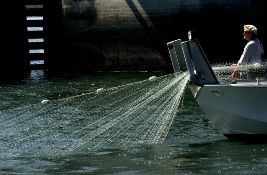  Cómo una red de pesca enfrenta a la economía con la ecología en la lucha por salvar el océano