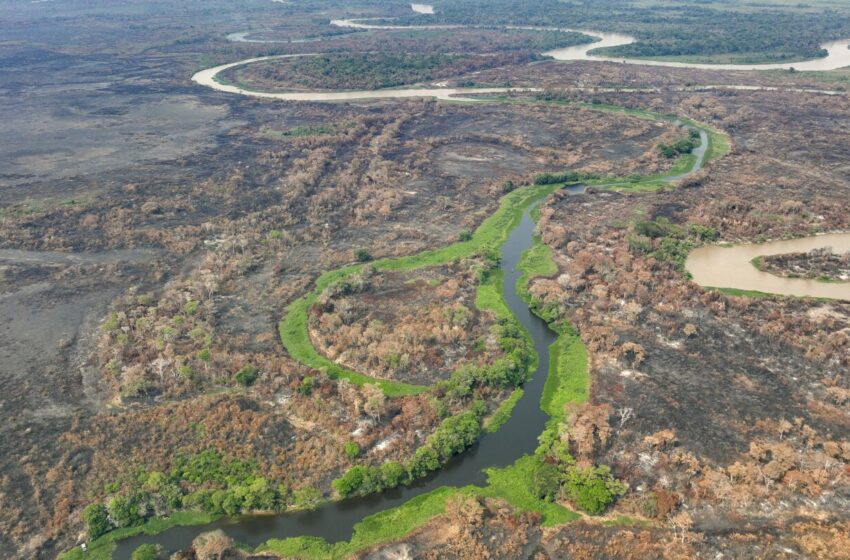  Aún no inicia temporada de incendios en humedales del Pantanal de Brasil y ya bate récords