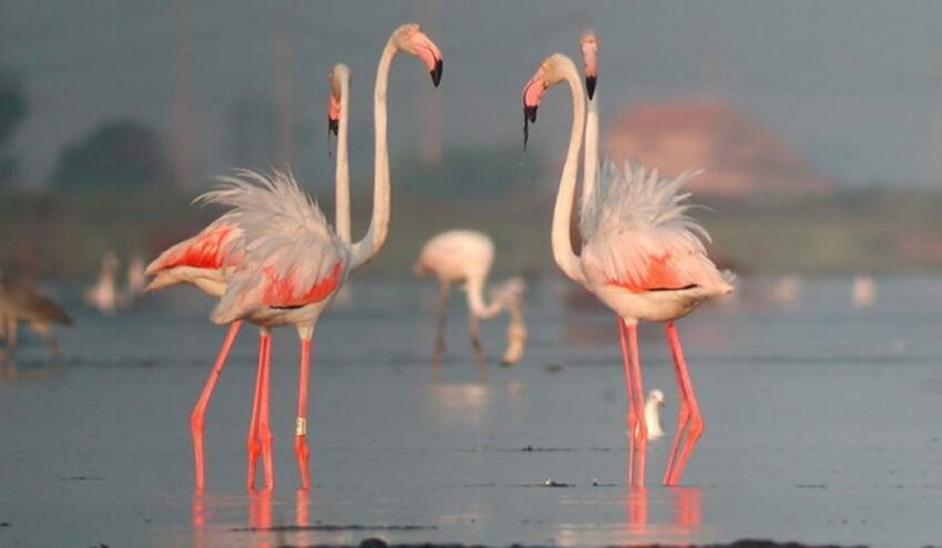  El Parque Natural del Delta del Ebro anillará este domingo 400 crías de flamenco