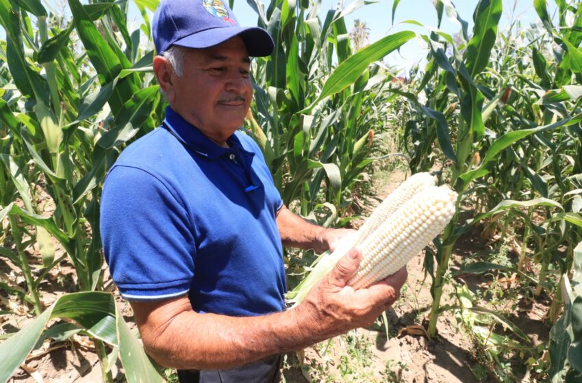  Agricultura orgánica de vanguardia promueve la UABCS – Diario Humano