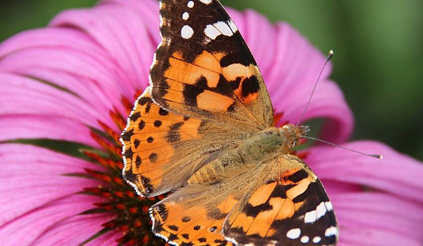  Descifran la ruta y el origen de las mariposas migratorias