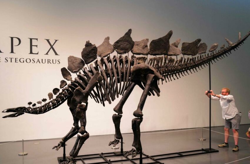  El stegosaurus es el nuevo rey de los dinosaurios tras venderse un ejemplar por 44,6 millones