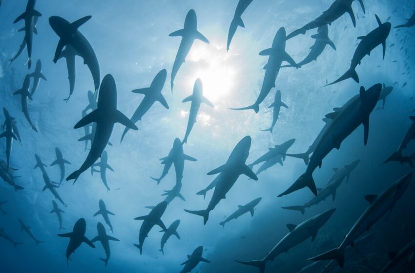  ¿Vas a la playa este verano? En estas hay más riesgo de que aparezcan tiburones