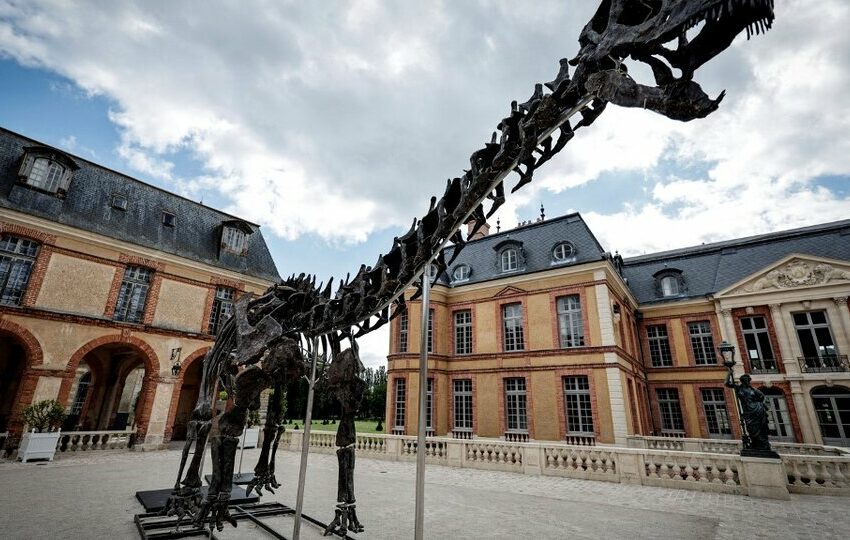  Francia: subastan el fósil del dinosaurio más grande jamás puesto a la venta