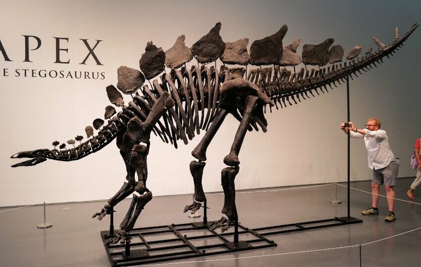  Subasta récord: pagaron 44,6 millones de dólares por un fósil de dinosaurio