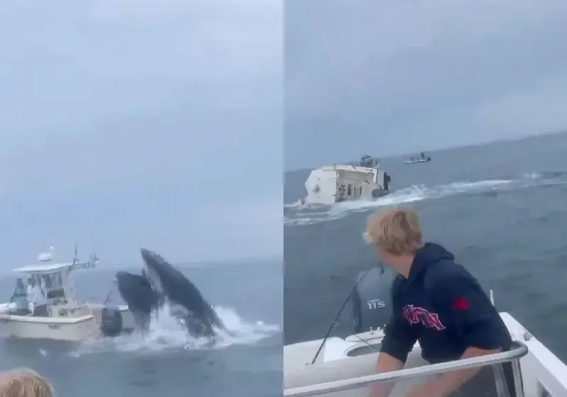  Ballena choca con barco y lo hunde en Portsmouth – Paco Zea