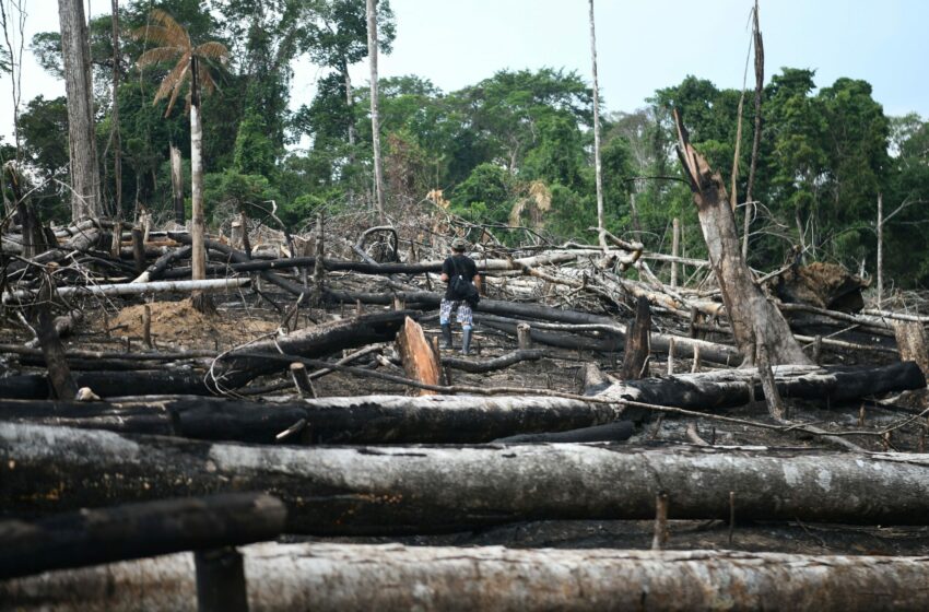  Devastación imparable: 30 áreas protegidas amazónicas de Colombia y Perú acorraladas …