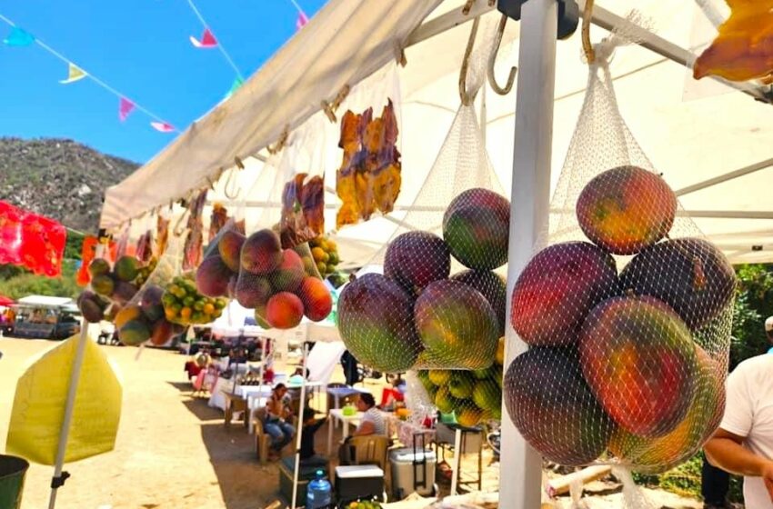  Baja California Sur produce más de 10 mil toneladas de mango – Diario Humano