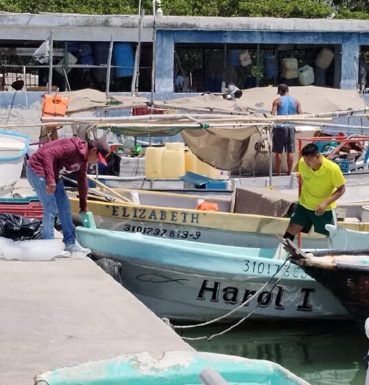  Esperanza en las langostas, en Progreso – Diario de Yucatán