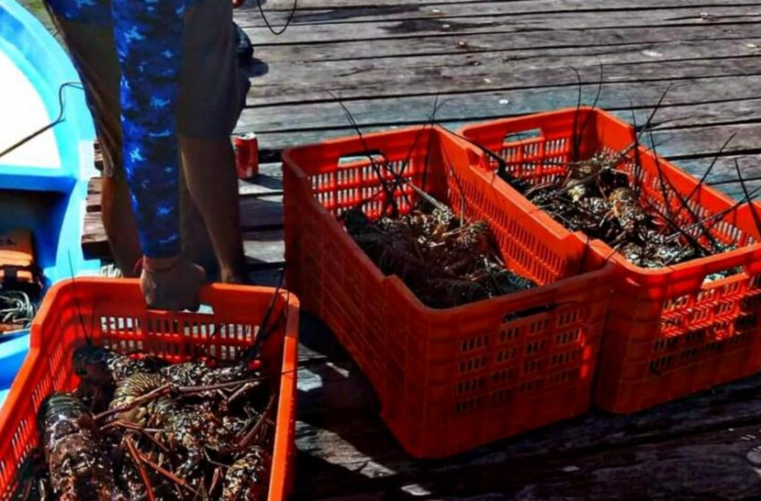  Hombres de mar en Yucatán regresan a tierra con poca langosta