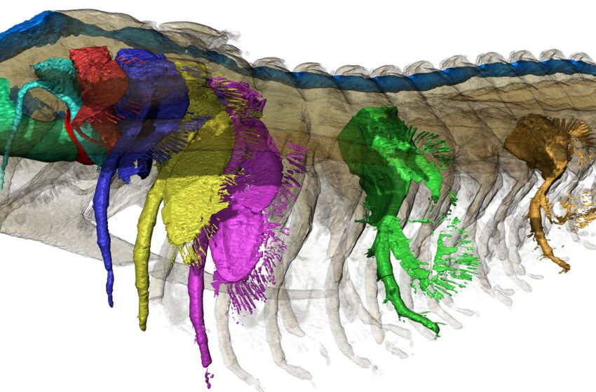  La Pompeya de trilobites conserva fósiles exquisitos en ceniza volcánica