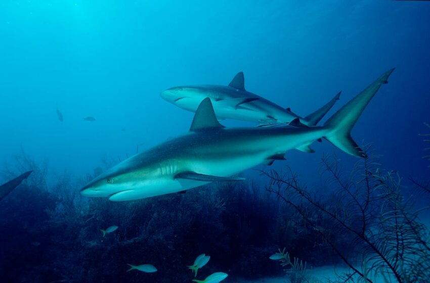  La misión científica para salvar a los tiburones