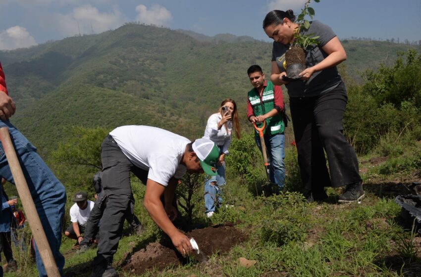  La Secretaría del Medio Ambiente emite recomendaciones para reforestar bosques