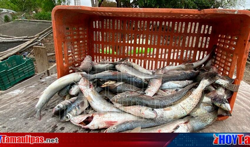  Pescadores de San Fernando solo subsisten con venta de lisa y ostión – Hoy Tamaulipas