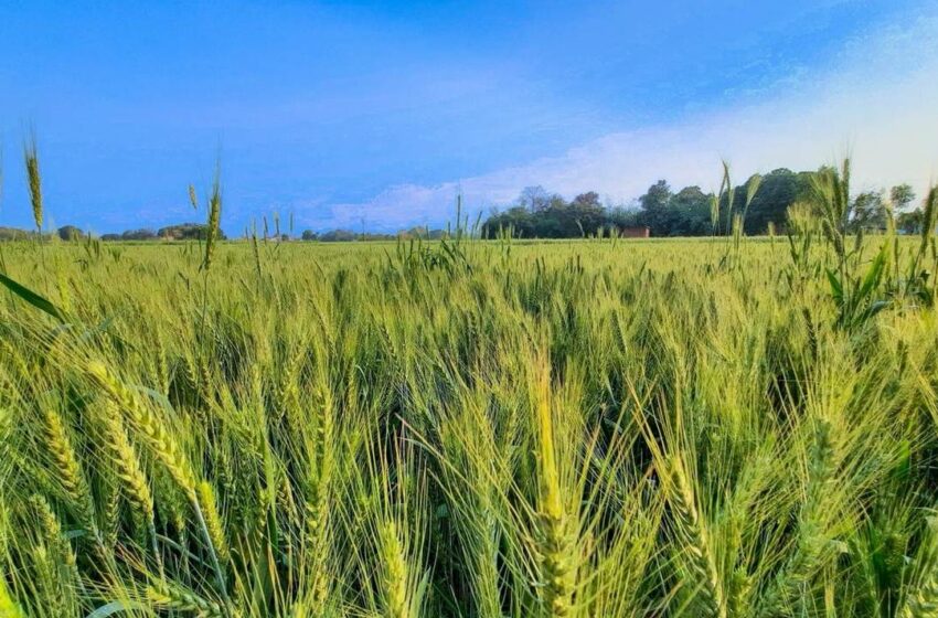  Productores de trigo de Sonora en quiebra por bajas en precios internacionales y producción