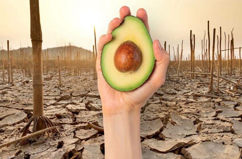  El daño al medio ambiente que esconde el aguacate: ¿Por qué puede ser tan dañina su …