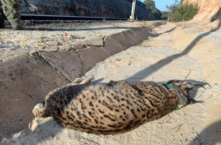  Los ecologistas piden medidas ante el aumento de atropellos a linces en puntos negros … – EL PAÍS