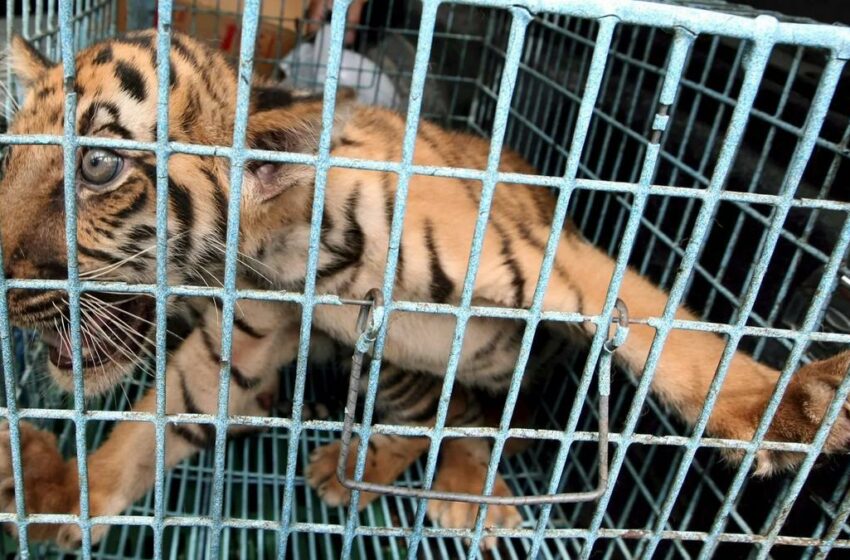  Día internacional del tigre: la población aumenta un 74% en 13 años, pero la especie sigue …