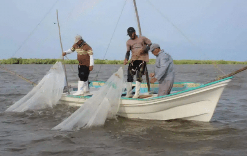  Intenso calor obliga a pescadores de escama de Mazatlán a regresar antes de lo previsto