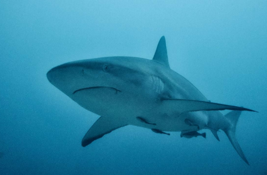  Tiburón ataca a pescador en remota playa de Australia – ABC Noticias