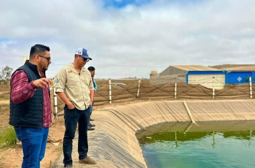  Muestran proyecto de tilapia | Periodico El Vigia