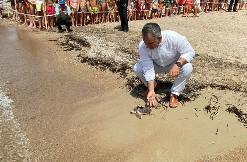  Medio Ambiente devuelve al mar una veintena de tortugas boba en Isla Plana | ORM