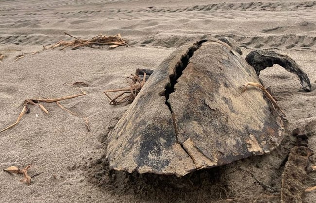  Aparecen tortugas marinas muertas en playas de Guerrero – Periódico Zócalo