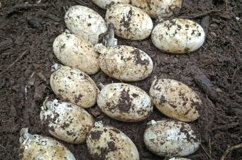  Hallan en Camboya 106 huevos de un raro cocodrilo, el mayor descubrimiento en su tipo en 20 años