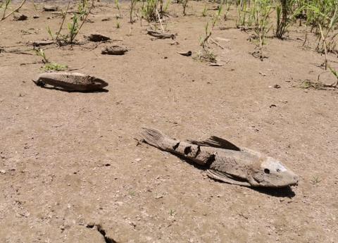  Urge apoyo contra plaga de pez diablo – El Mañana de Valles