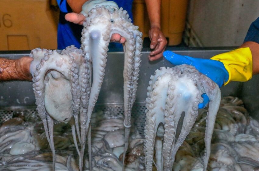  El pulpo maya que se pesca en Yucatán se posiciona a nivel internacional