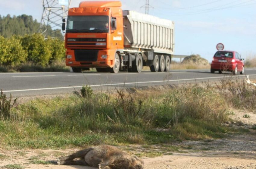  Medio Ambiente estudia instalar de «vallas antijabalíes» en la carretera – Levante-EMV