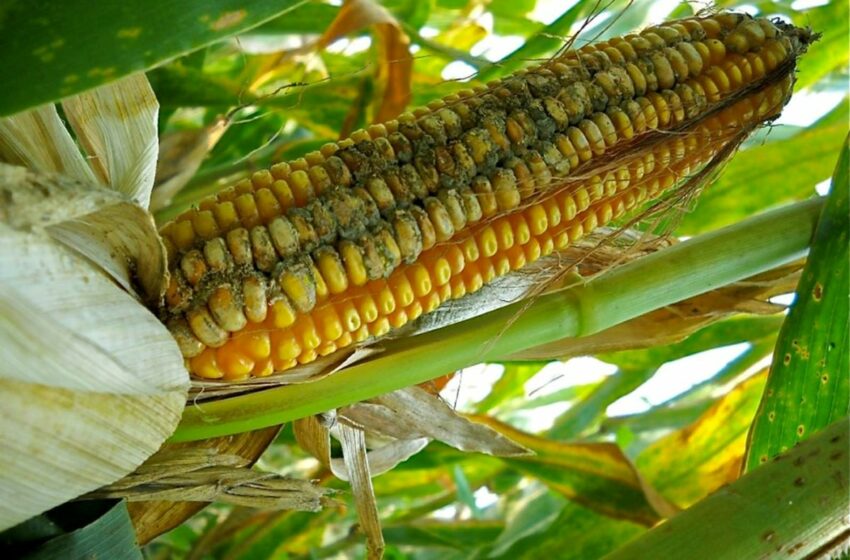  Las Aflatoxinas: los hongos no comestibles del maíz – Cronica