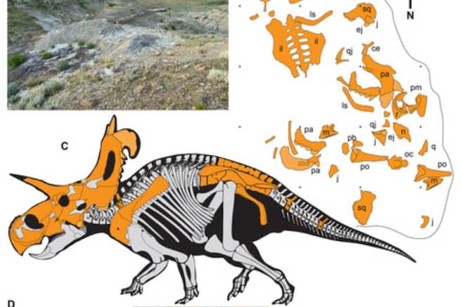  Hallan a Loki, un dinosaurio con cuernos grande que vivió hace 78 millones de años