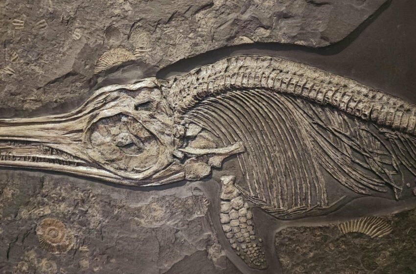  El Genoma de las Aves Revela Secretos de la Extinción de los Dinosaurios