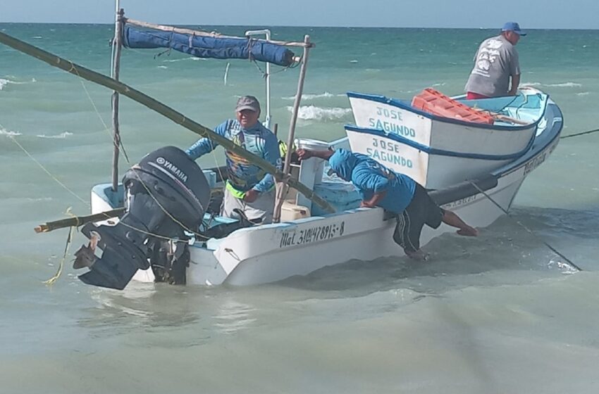  Ribereños pausan la pulpeada por escasa – Diario de Yucatán