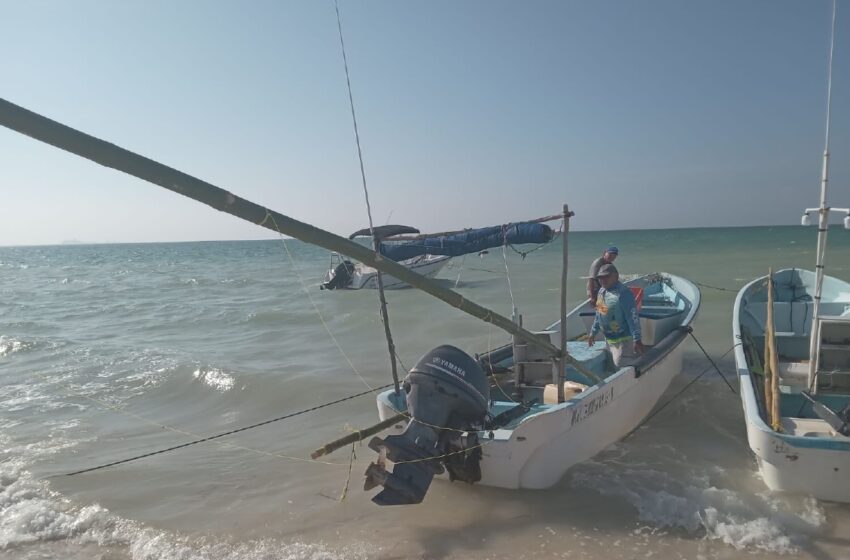  La pulpeada ya es lucrativa en la costa yucateca – Diario de Yucatán